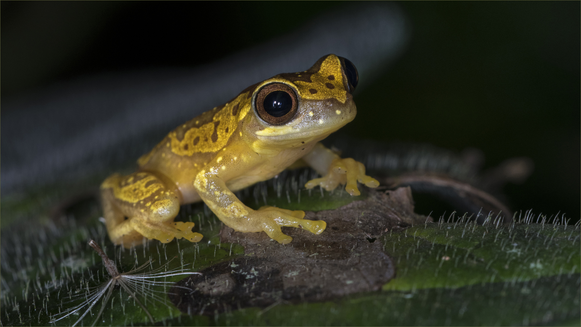 hourglass tree frog