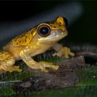 hourglass tree frog