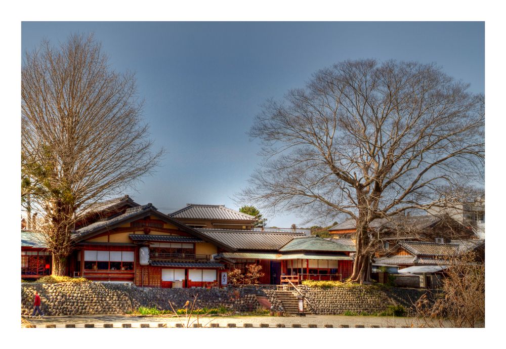 House between big tree