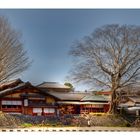 House between big tree