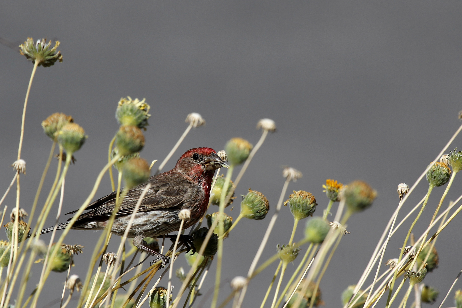 House Finch