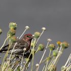 House Finch