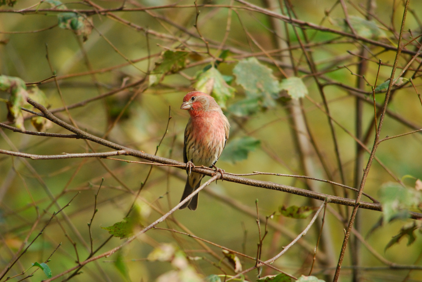 House Finch