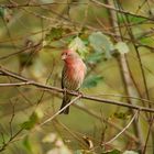 House Finch