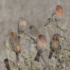 House Finch Family  -  Carpodacus mexicanus