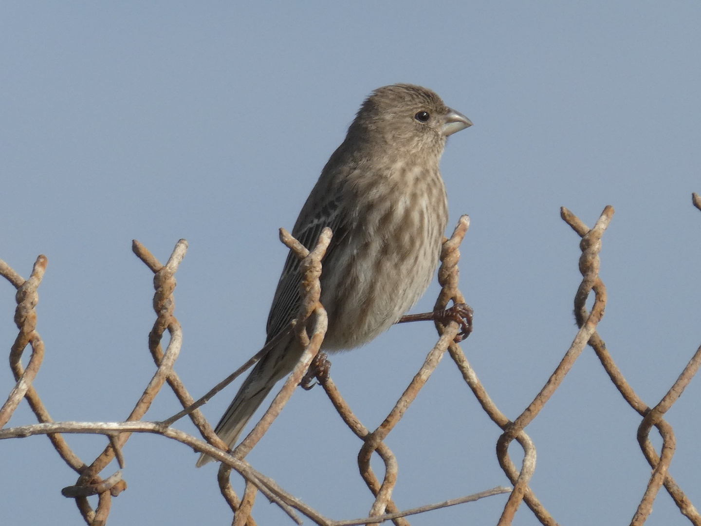 House Finch (female)  -  Carpodacus mexicanus