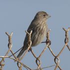 House Finch (female)  -  Carpodacus mexicanus