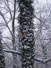 House in the tree / Das Haus im Baum