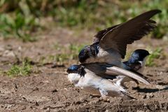 House Martin