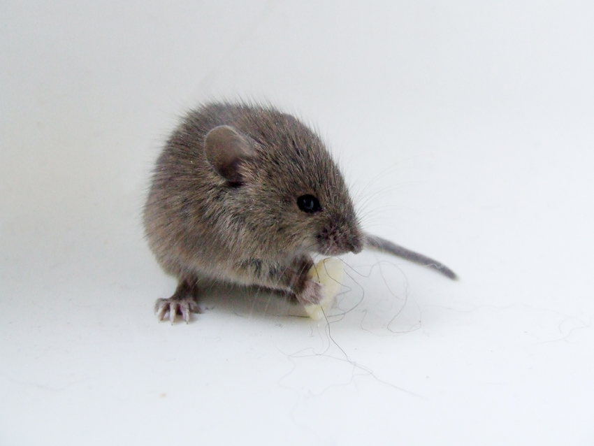 House mouse