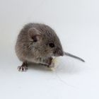 House mouse