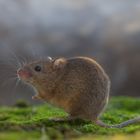 House mouse