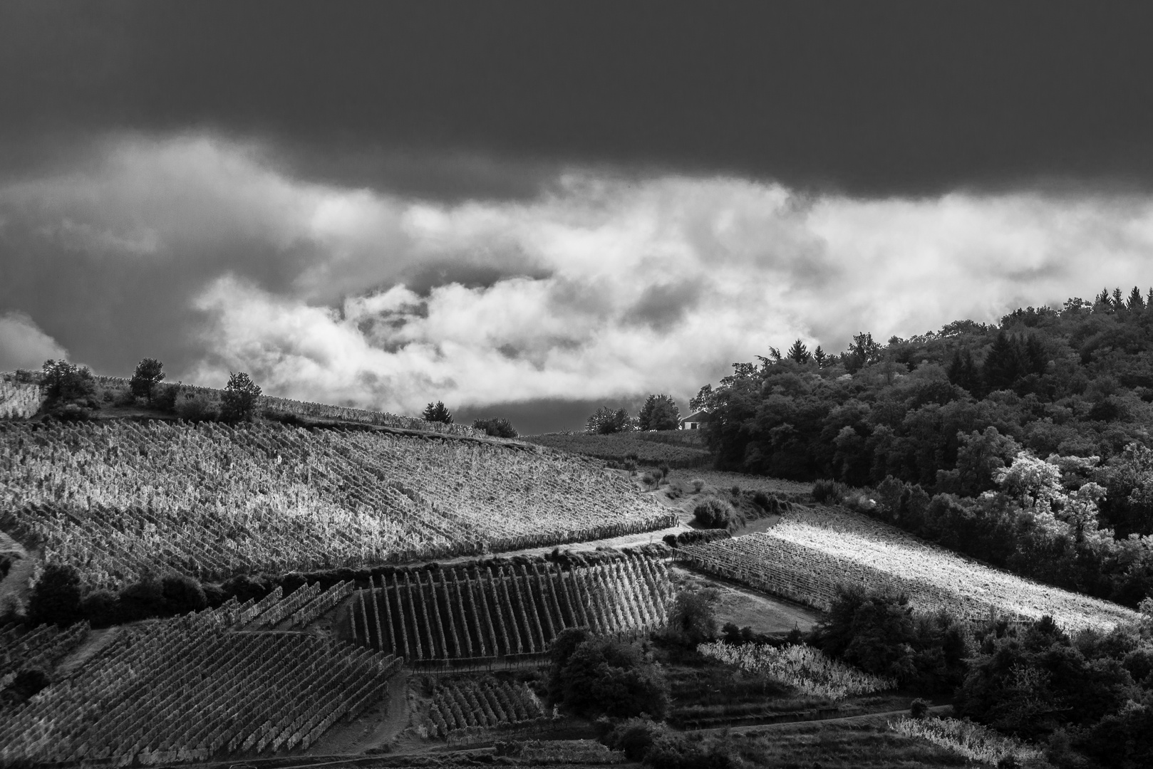 House on A Vineyard Hill