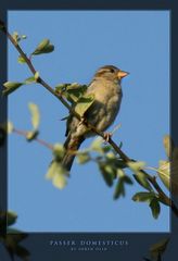 House Sparrow