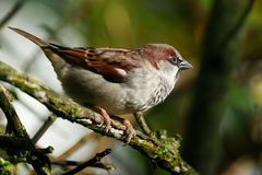 House Sparrow