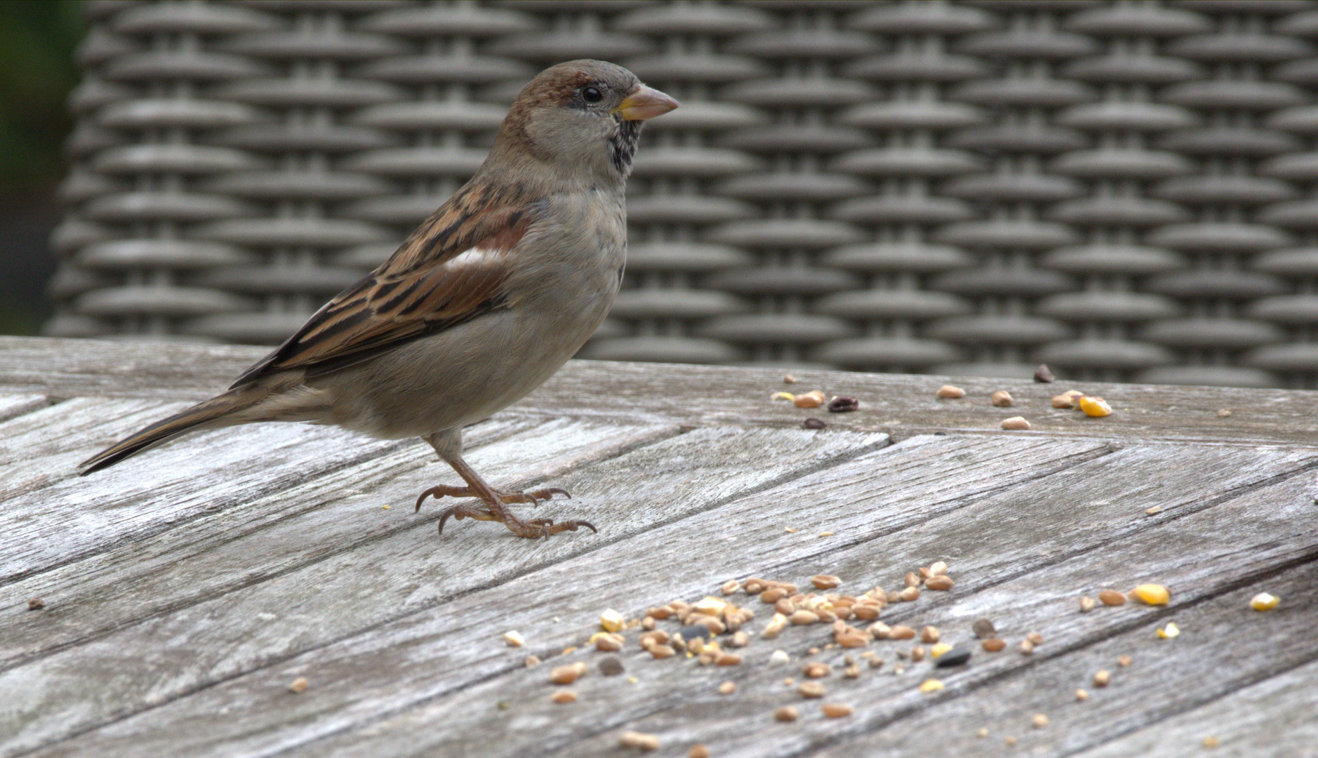 House sparrow