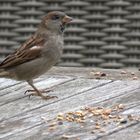 House sparrow