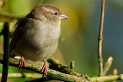 House Sparrow