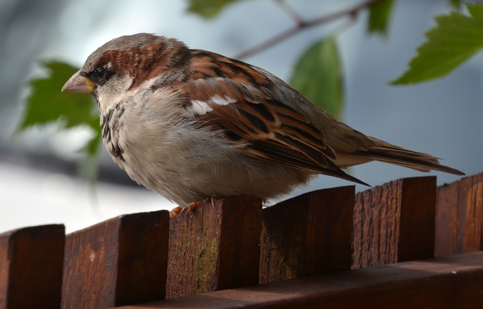 House sparrow