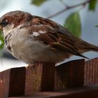 House sparrow