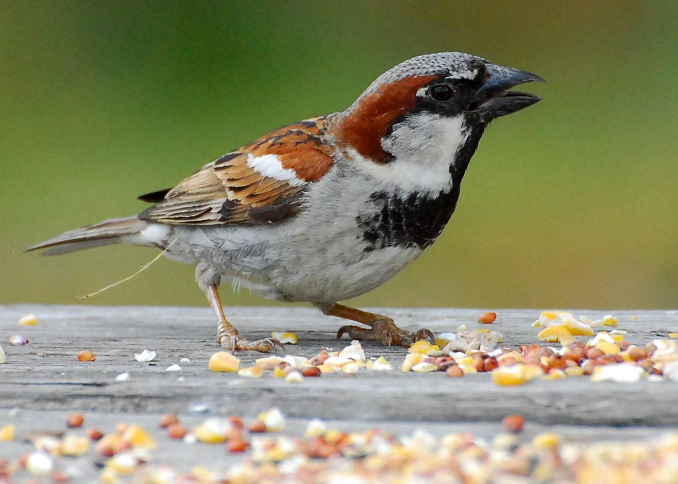 HOUSE SPARROW