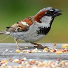 HOUSE SPARROW