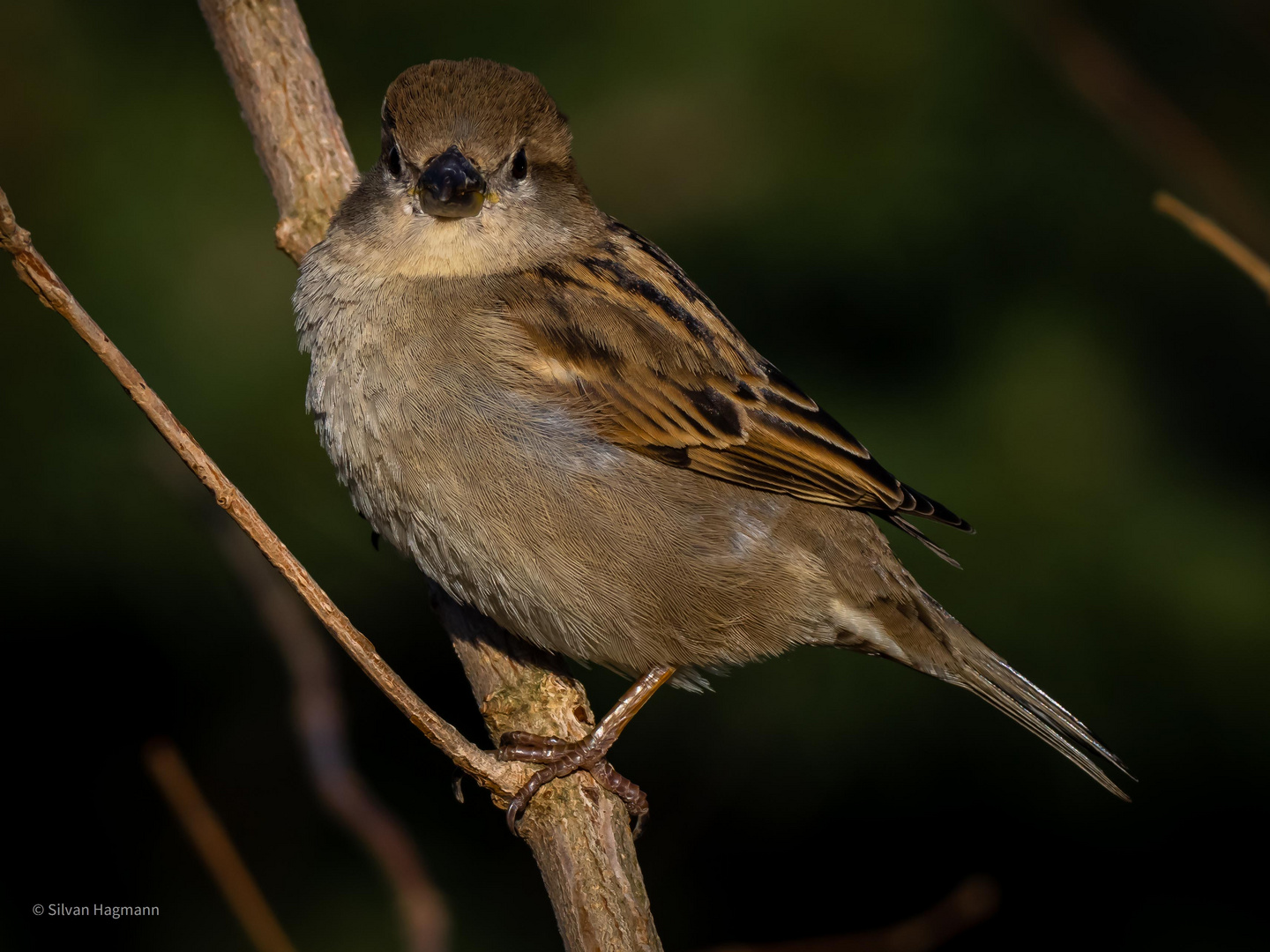 House sparrow