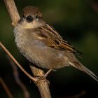 House sparrow