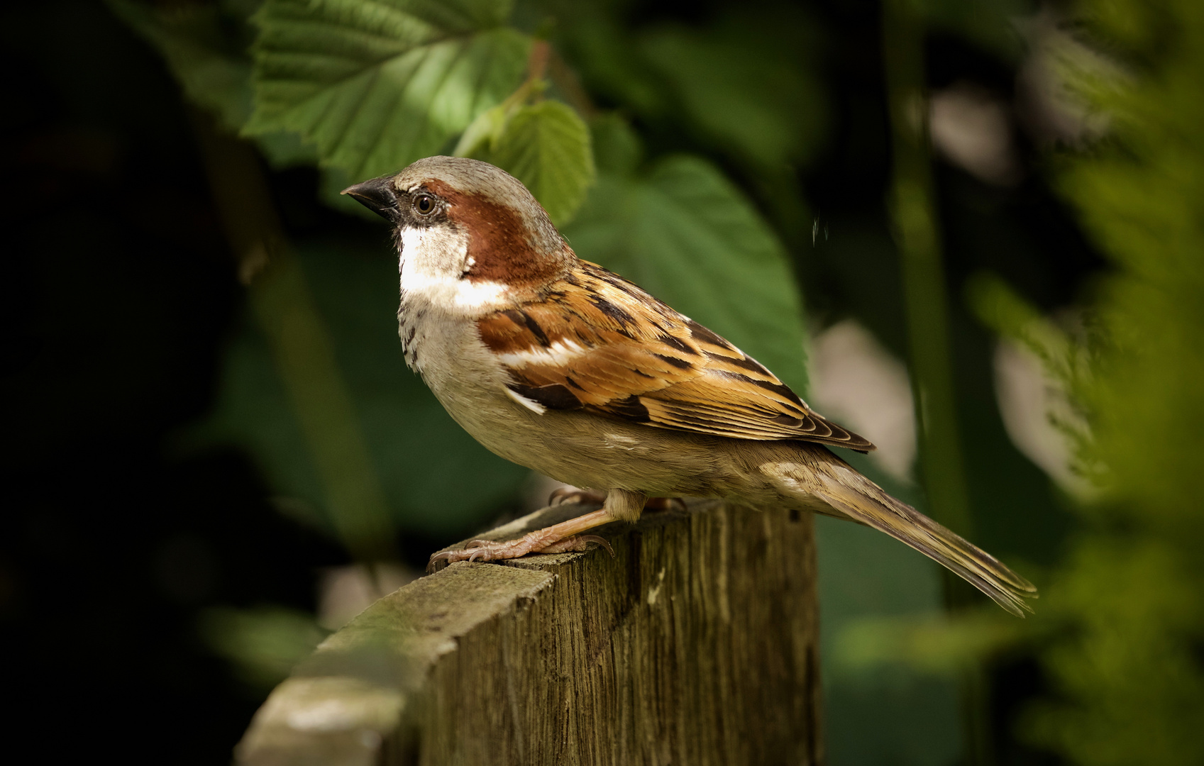 House Sparrow