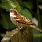 House Sparrow