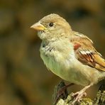 House Sparrow