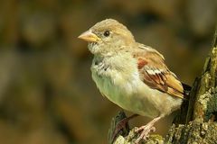 House Sparrow