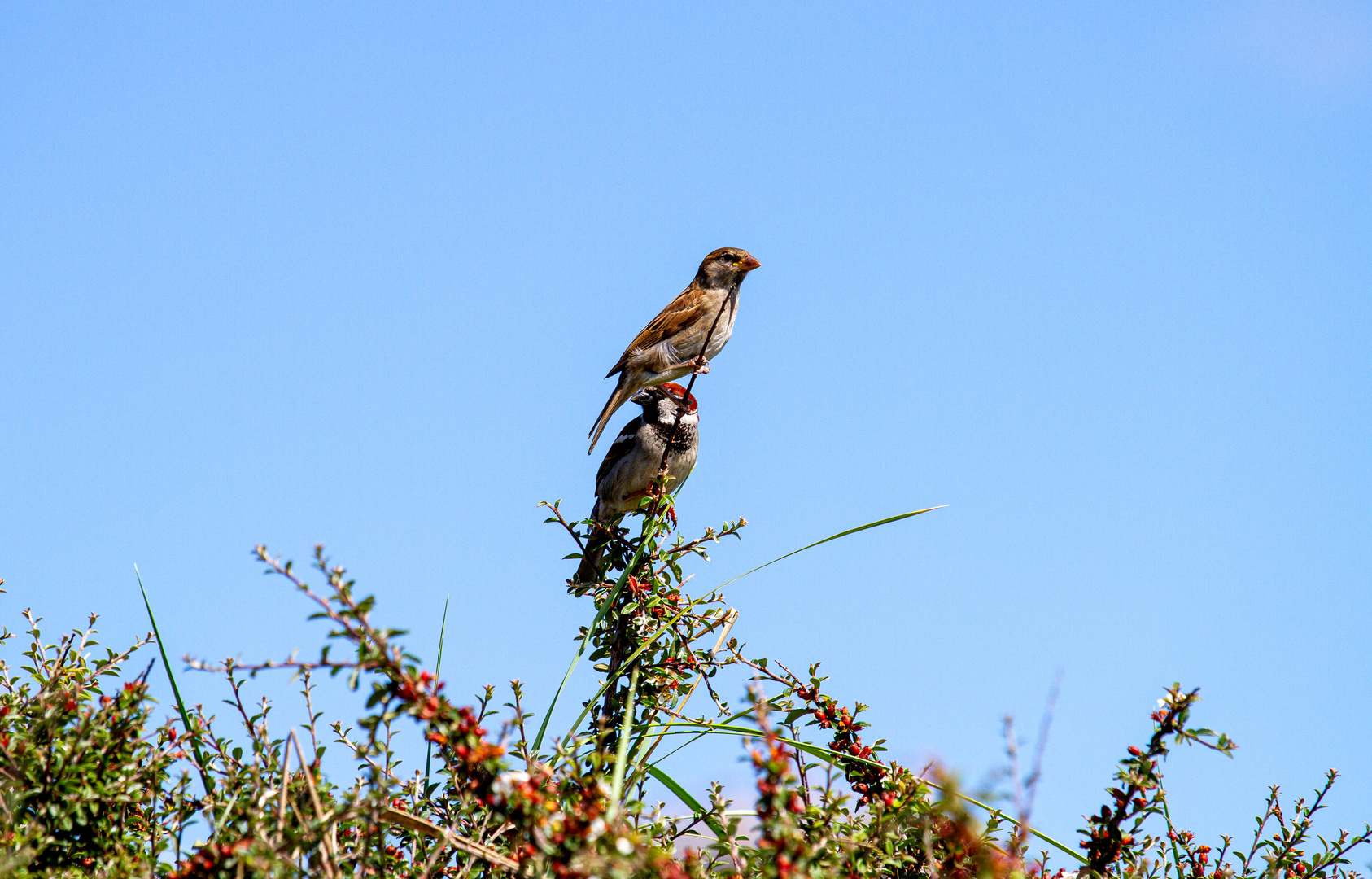 House sparrow birds perched on branches