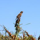 House sparrow birds perched on branches