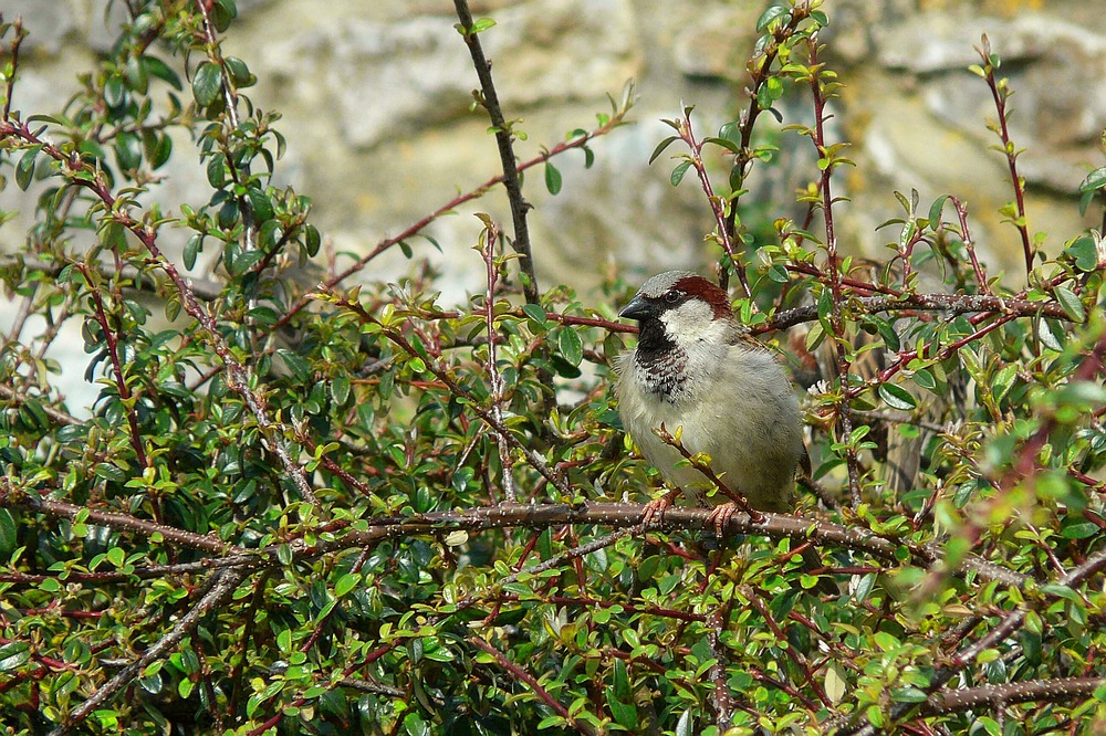 House Sparrow