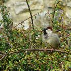 House Sparrow