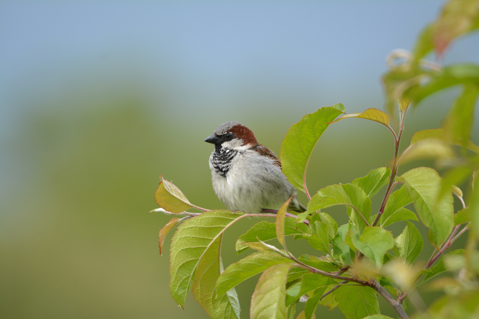 House Sparrow