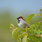 House Sparrow