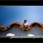 House sparrow_Passer domesticus