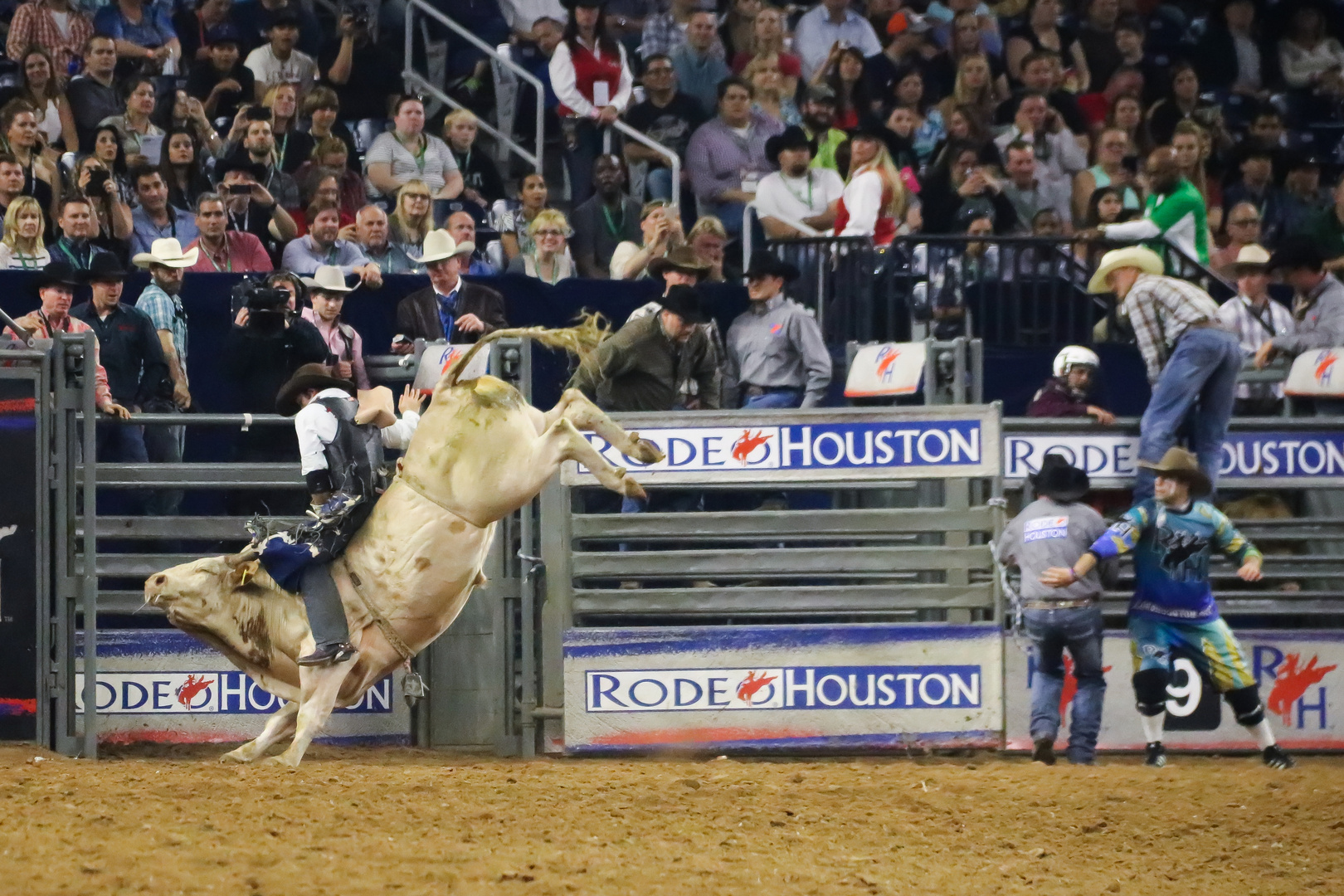 Houston rodeo