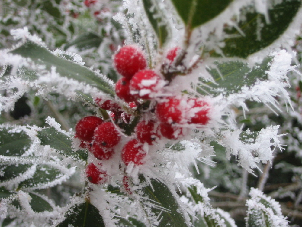 Houx !!! qu'il fait froid