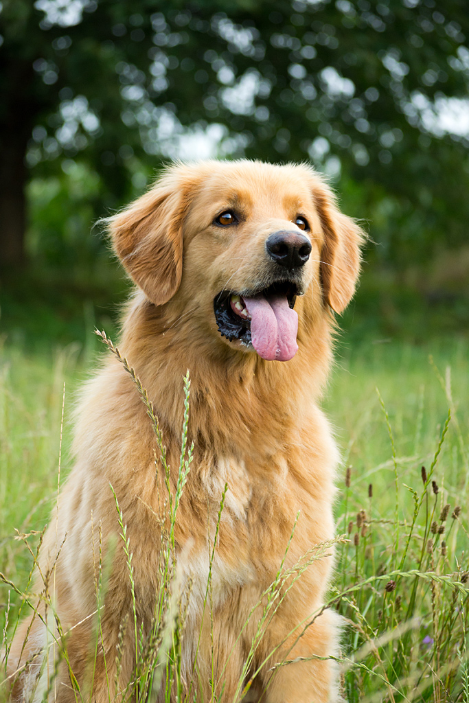 Hovawart Foto & Bild tiere, haustiere, hunde Bilder auf