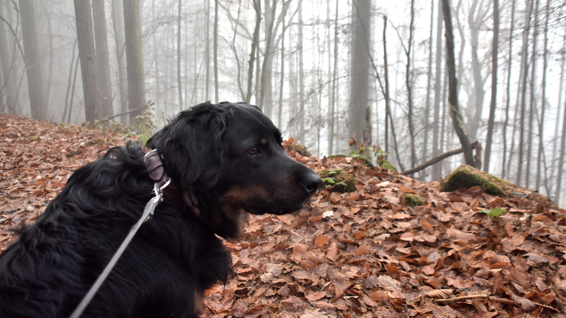 Hovawart Aniel im Hochland der Eifel...