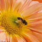 Hover Flies (eristalis nemorum)