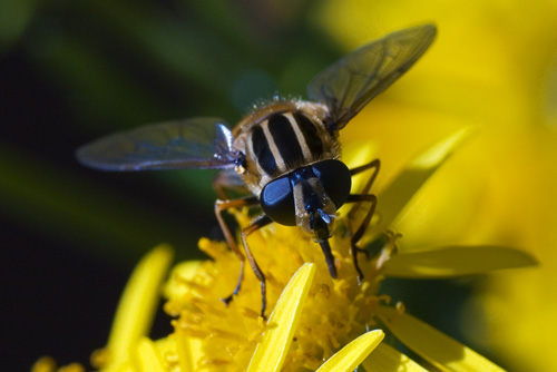 Hover Fly