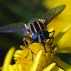 Hover Fly