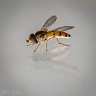 Hover Fly 1