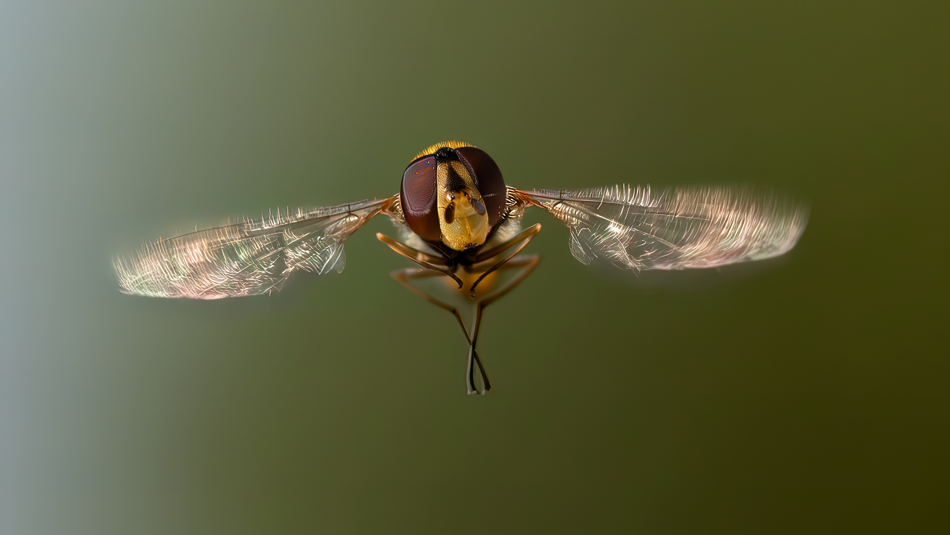 Hover Fly #1