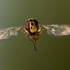 Hover Fly #1