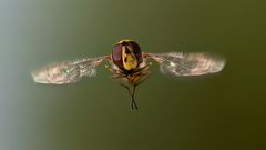 Hover Fly #1